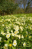 Carpet of Common primroses (Primula vulgaris) and Lesser celandines (Ranunculus ficaria) flowering on a woodland edge, Cornwall, UK, April.