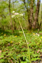 Sanicle / Wood sanicle (Sanicula europaeae) flowering in ancient woodland understorey, GWT Lower Woods reserve, Gloucestershire, UK, May.