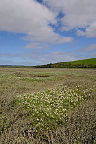 English scurvy-grass / Long-leaved scurvy grass (Cochlearia anglica) flowering on saltmarsh beside a tidal creek, Camel estuary, Wadebridge, Cornwall, UK, April.