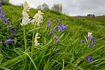 Clump of white and blue Spanish bluebells (Hyacinthoides hispanica), an invasive species in the UK, flowering on urban waste ground, Salisbury, UK, April.