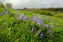 Clumps of Spanish bluebell (Hyacinthoides hispanica), an invasive species in the UK, flowering on urban waste ground, Salisbury, UK, April.