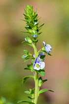 Thyme-leaved Speedwell (Veronica serpyllifolia) flowering in a woodland clearing, GWT Lower Woods reserve, Gloucestershire, UK, May.