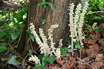 Common toothwort (Lathraea squamaria), a parasite of Hazel (Corylus), flowering in woodland, Bath and Northeast Somerset, UK, April.