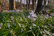 Carpet of Turkish Squill (Scilla bithynica) an invasive species from eastern Europe and Turkey naturalised in the UK, Bath, Bath and northeast Somerset, UK, April.