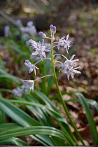 Turkish Squill (Scilla bithynica) an invasive species from eastern Europe and Turkey naturalised in the UK, Bath, Bath and northeast Somerset, April.