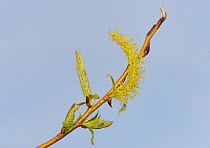 Golden weeping willow (Salix x sepulcralis) catkins, Wiltshire, UK, April.