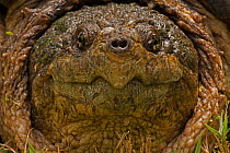 Snapping turtle (Chelydra serpentina) close up head  portrait, Washington DC, USA, August.