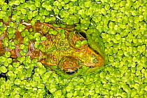 Green frog (Lithobates clamitans) amongst duckweed, Washington DC, USA, August.