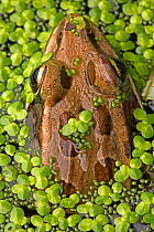 Pickerel frog (Rana palustris) amongst duckweed, Washington DC, USA, August.