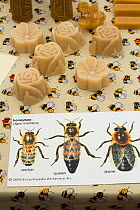 Diagrams of Honeybees (Apis mellifera) with beeswax products used as educational props at agricultural show. Gwent Beekeepers association stand at Usk agricultural show, Gwent, Wales, UK. September 20...