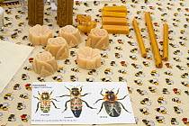 Diagrams of Honeybees (Apis mellifera) with beeswax products used as educational props at agricultural show. Gwent Beekeepers association stand at Usk agricultural show, Gwent, Wales, UK. September 20...
