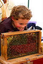 Child looking at Honeybees (Apis mellifera) working in honeycomb of hive, Gwent Beekeepers, Usk Agricultural Show, Gwent, Wales, UK. September 2014.