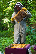 Beekeeper from Gwent beekeepers looking at bees on hive frame, on grounds of Llantarnam Abbey, Cwmbran, Gwent, Wales, UK. September 2014.