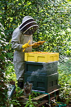 Beekeeper from Gwent beekeepers looking at bees on hive frame, on grounds of Llantarnam Abbey, Cwmbran, Gwent, Wales, UK. September 2014.