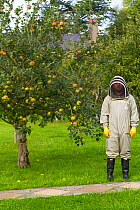 Member of Gwent beekeepers in protective suit in orchard of Llantarnam Abbey, Cwmbran, Gwent, Wales, UK. September 2014.