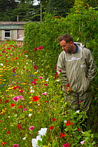 Member of Gwent beekeepers in protective suit in garden with runner beans (Phaseolus coccineus) with line of wildflowers along side to attract bees, Llantarnam Abbey Cwmbran, Gwent, Wales, UK. Septemb...