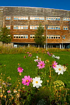 White and pink cosmos flowers planted to help bee conservation outside Wales Environment Centre, Bangor University, Bangor Gwynedd North Wales, UK. September 2014.