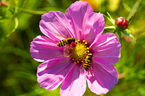 Male and female Hoverflies (Syphrus) on Pink Cosmos flower, sownto attract bees and other insects. Outside Wales Environment Centre, Bangor, Gwynedd, North Wales