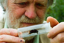 Scientist Ivan Wright, looking at Red tailed bumble bee (Bombus lapidartius) in test tube whilst carrying out research. Cowley, Oxford, UK September 2014.