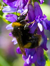 White tailed bumble bee (Bombus lucorum) feeding Tufted Vetch  (Viccia cracca) by piercing the top of the flower and not pollinating the plant. Newport Marshes Reserve, Gwent, Wales, UK. July.