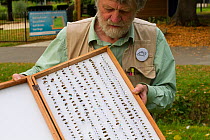 Scientist Ivan Wright with sample of pinned bees caught during research, Cowley, Oxford, UK, September 2014.