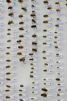 Collection of pinned bees caught for research and identification  Cowley, Oxford, UK, September 2014.