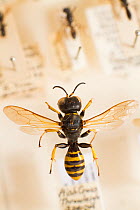 Solitary Bees, wasp mimicking species, Oxford Natural History museum, Oxford, UK.