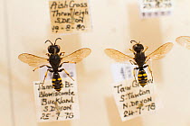 Solitary Bees, wasp mimicking species, Oxford Natural History museum, Oxford, UK.