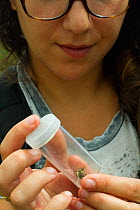 Researcher looking at Brown carder bee (Bombus humilis) in test tube with tissue paper to prevent injury. Newport Marshes Reserve, Gwent, Wales, UK. August 2014.