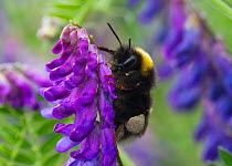 Early bumble bee (Bombus pratorum) on tufted vetch flower  (Viccia cracca) with pollen in pollen basket, North Wales, UK. July.