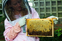 Heather Moore, bee consultant with frame of honey bees (Apis mellifera) in garden. Bristol, Avon, England, UK. August 2014.