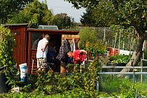 Productive allotment including bee pollinated plants, Eastbourne, East Sussex, England, UK, September 2014.