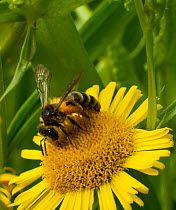 Honey bee (Apis mellifera) on Fleabane  (Erigion eriginousus) Newport Marshes Reserve, Gwent, Wales, UK. August.