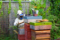 Beekeeper looking after honey bees (Apis mellifera) in allotments, Cwmbran, Gwent, Wales, UK. August 2014.