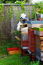 Beekeeper looking after honey bees (Apis mellifera) in allotments, Cwmbran, Gwent, Wales, UK. August 2014.