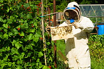 Beekeeper looking at honeybees (Apis melifera) on frame in allotments with Runner Beans  (Phaseolus coccineus) Cwmbran, Gwent, Wales, UK. August 2014.