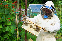 Beekeeper looking at honeybees (Apis melifera) on frame in allotments with Runner Beans  (Phaseolus coccineus) Cwmbran, Gwent, Wales, UK. August 2014.