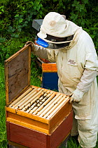 Beekeeper opening hives, Usk, Gwent, Wales, UK. August 2014.