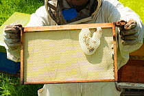 Beekeeper with frame, and hive being built irregularly, Usk, Gwent, Wales, UK. August 2014.
