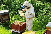 Bee-keeper with frames distorted by excessive heat, showing a risk climate change can hold for bees, Usk, Gwent, Wales, UK. August 2014.