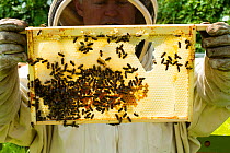 Bee-keeper with frames distorted by excessive heat, showing a risk climate change can hold for bees, Usk, Gwent, Wales, UK. August.