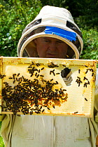 Bee-keeper with frames distorted by excessive heat, showing a risk climate change can hold for bees, Usk, Gwent, Wales, UK. August 2014.