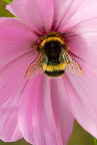 Bumblebee (Bombus) on Cosmos flower,Felin Uchaf, Aberdaron, Gwynedd, North Wales, UK. August.