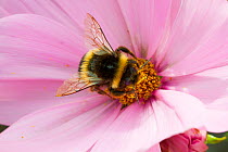 Bumblebee (Bombus) on Cosmos flower, Felin Uchaf, Aberdaron, Gwynedd, North Wales, UK. August.
