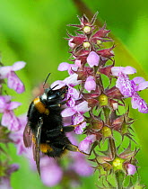Buff tailed bumble bee (Bombus terrestris) on Marsh Woundwort  (Stachys palustris) North Wales, UK, July.