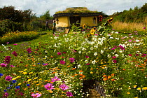 Colourful flowers including Cosmos, Sunflowers and Marigolds, surrounding Iron Age roundhouse to benefit bees. Felin Uchaf, Aberdaron, Gwynedd, North Wales, UK. August 2014.