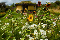 Colourful flowers including Sunflowers and White Cosmos flowers,  surrounding Iron Age roundhouse to benefit bees. Felin Uchaf, Aberdaron, Gwynedd, North Wales, UK. August 2014.