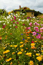 Colourful flowers including Sunflowers, Cornflowers, Pink Cosmos and Marigolds, surrounding Iron Age roundhouse to benefit bees. Felin Uchaf, Aberdaron, Gwynedd, North Wales, UK. August.
