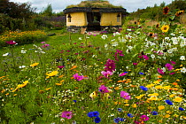 Colourful flowers including Sunflowers, Cornflowers and Marigolds surrounding Iron Age roundhouse to benefit bees. Felin Uchaf, Aberdaron, Gwynedd, North Wales, UK. August.