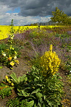 Mixture of flowering plants including Mullein (Verbascum) planted to attract bees in formerly derelict land surrounding Olympic stadium. Queen Elizabeth Olympic Park, Stratford, London, England, UK, A...